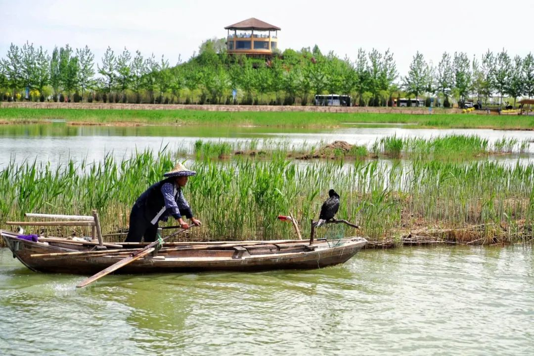 盛夏沙湖，生態(tài)美景如詩如畫